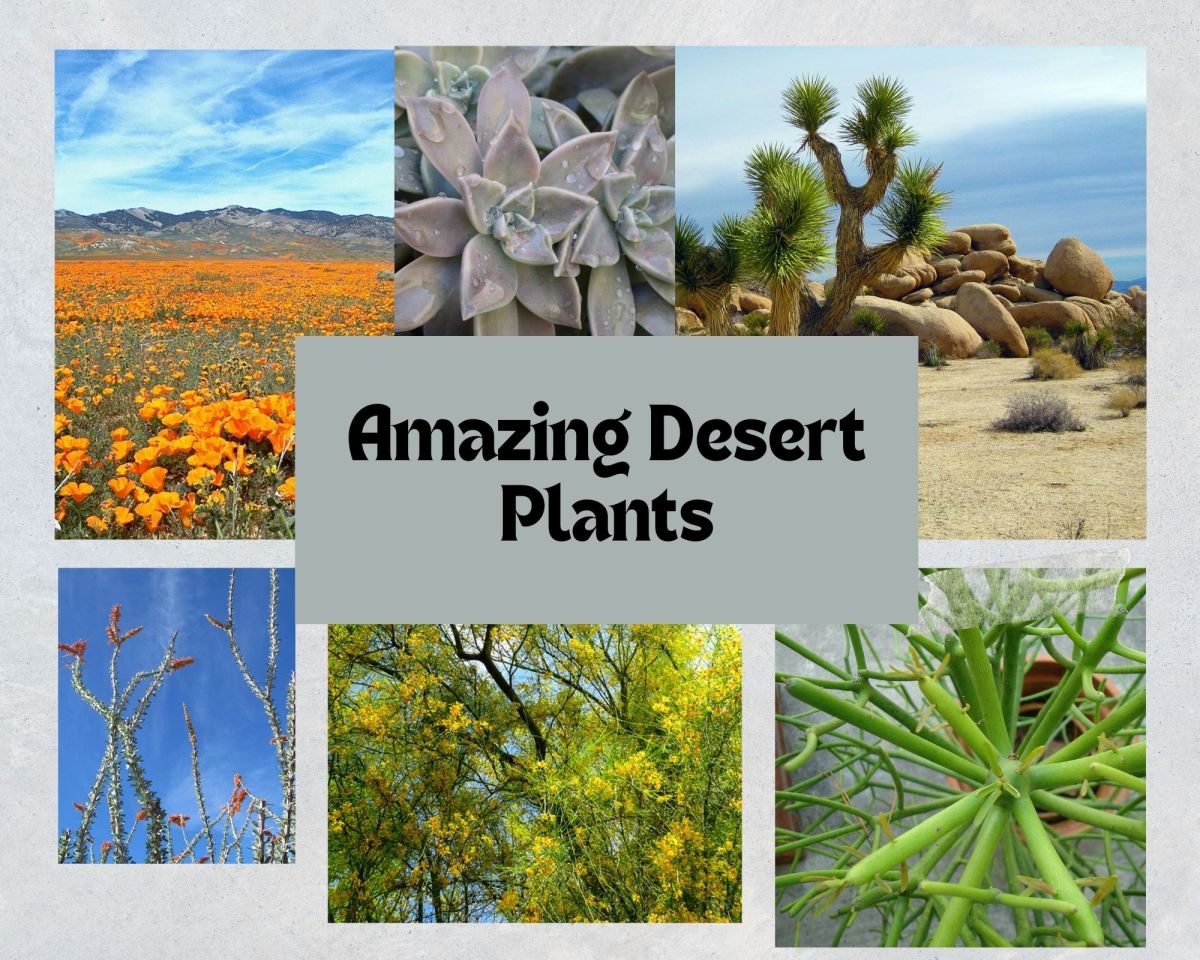 Beautiful Desert Plants With Names