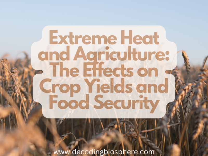 The Impact of Extreme Heat on Crop Yields and Food Security