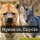 Hyena vs. Coyote: A Comparative Analysis of Two Predators