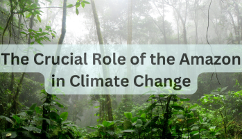 The Crucial Role of the Amazon in Climate Change