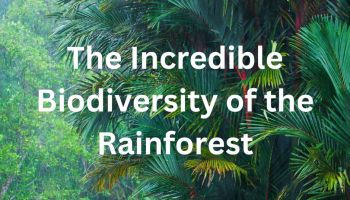 biodiversity of rainforest
