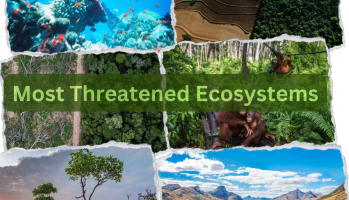Most Threatened Ecosystems
