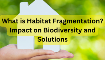 What is Habitat Fragmentation