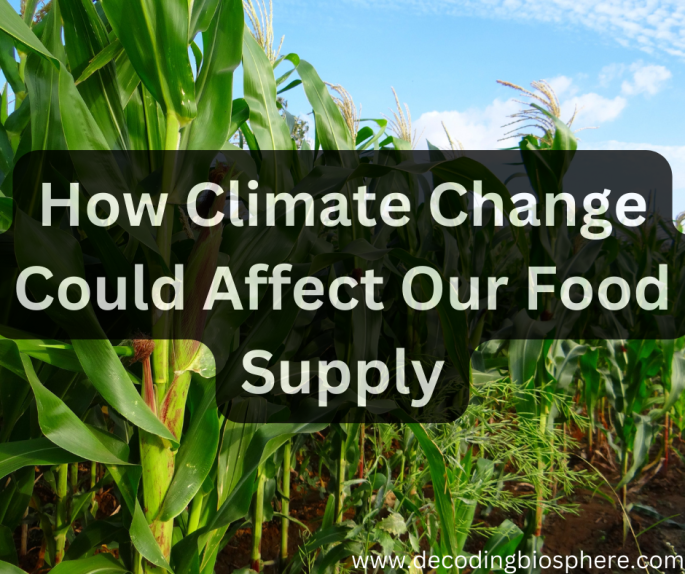 How Climate Change Could Affect Our Food Supply