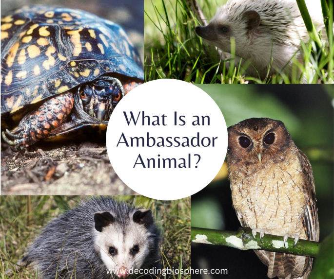 Ambassador Animal