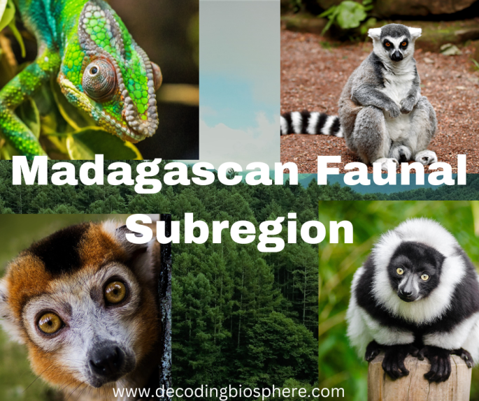 Madagascan Faunal Subregion