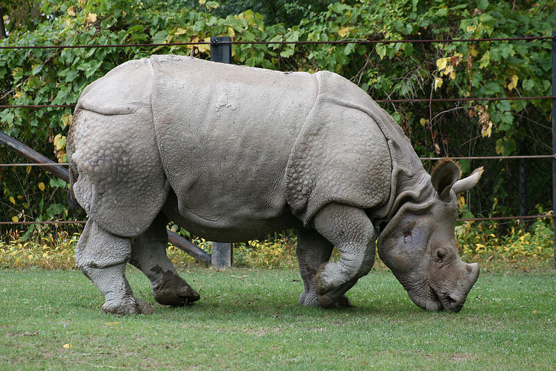 Javan Rhino