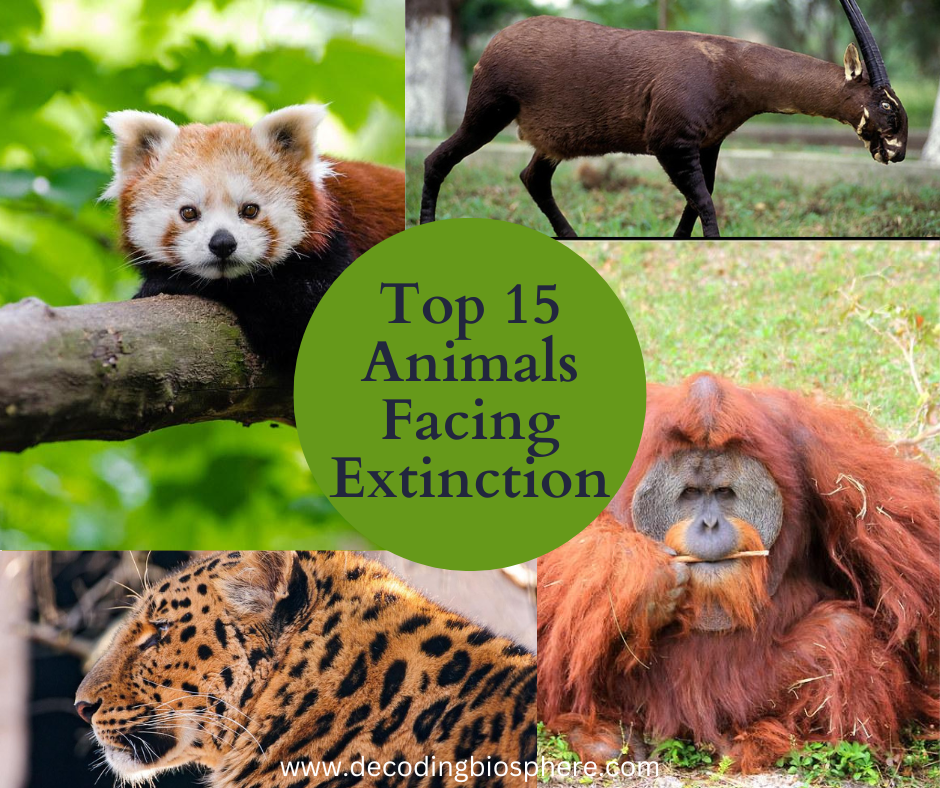 Top 15 Animals Facing Extinction