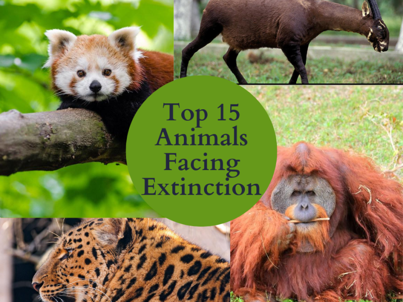 Top 15 Animals Facing Extinction