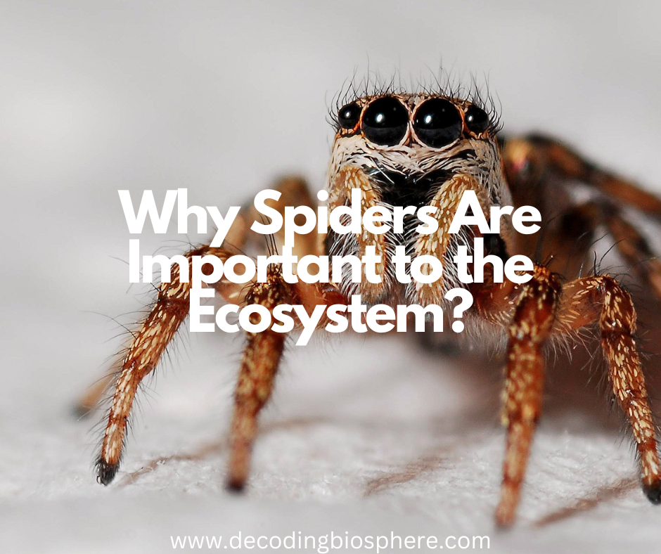 Why Spiders Are Important to the Ecosystem?